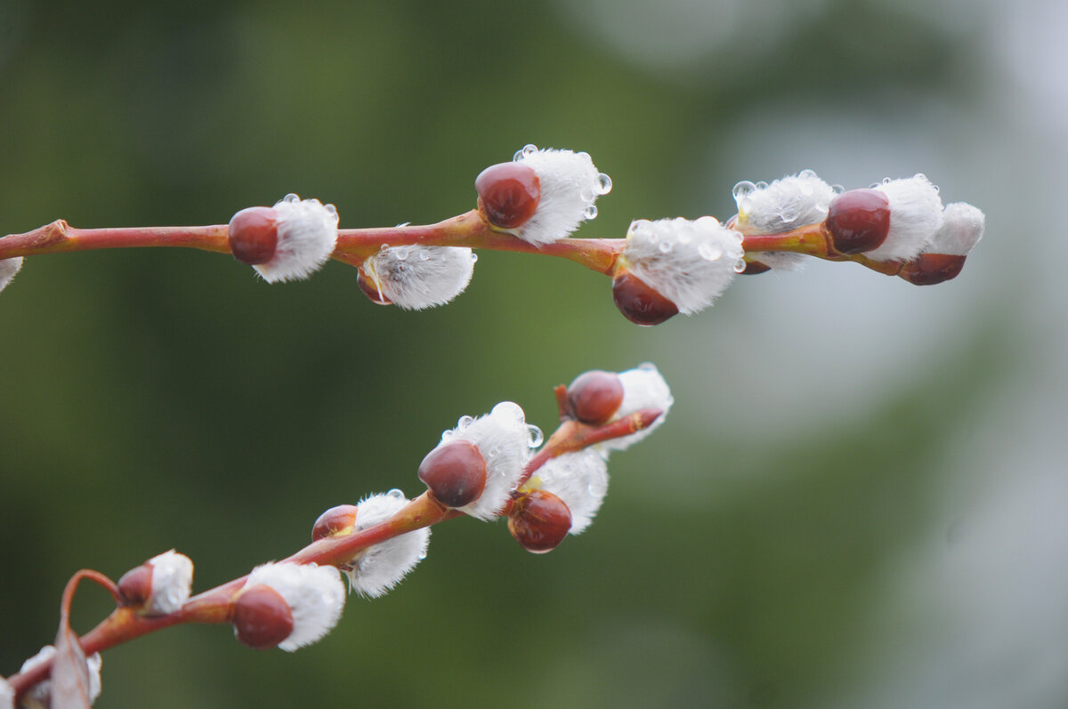 Ива козья на штамбе.
