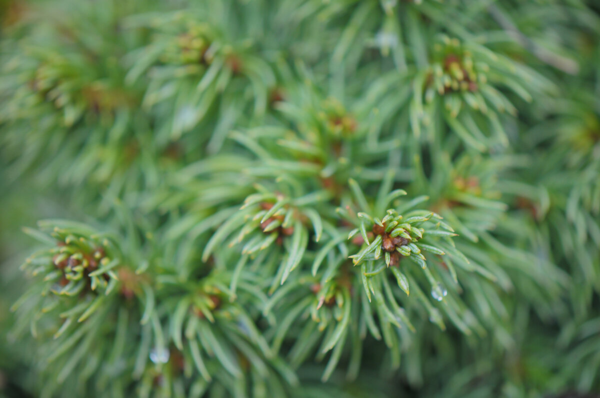 Ель Коника.