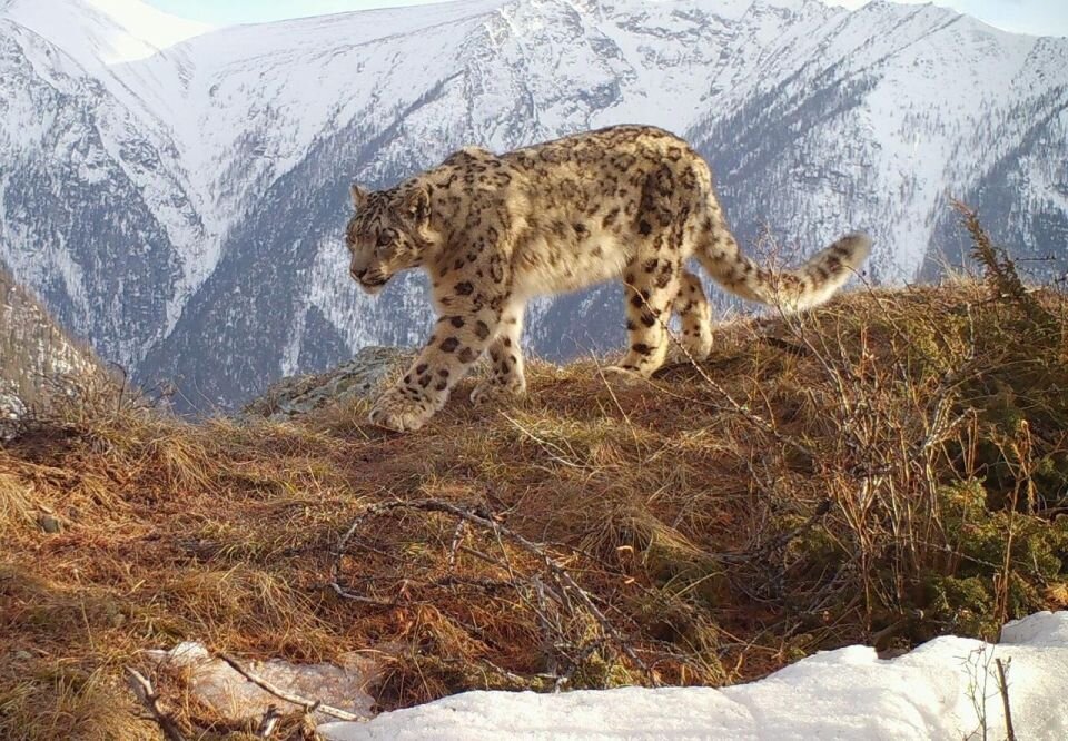    Снежный барс. Источник: предоставлено "Толку"