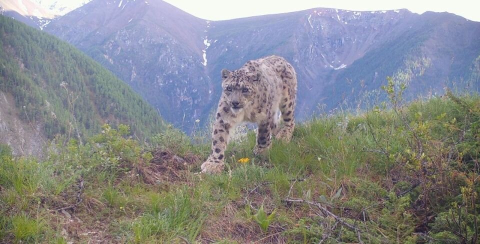    Снежный барс. Источник: предоставлено "Толку"