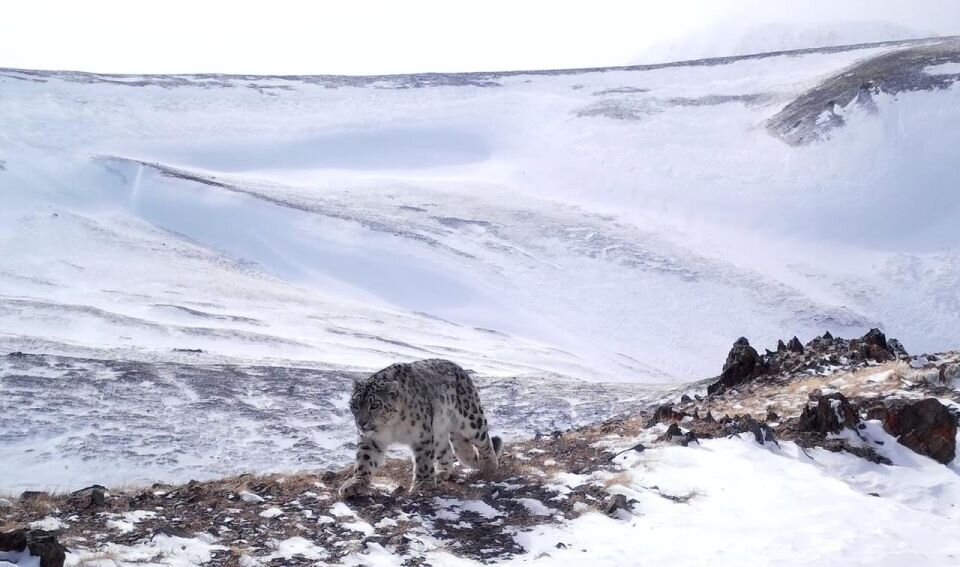    Снежный барс. Источник: предоставлено "Толку"