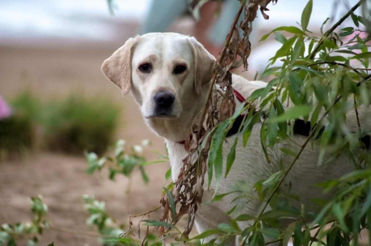    В Анапе бездомные собаки напали на лабрадора-блогера и его хозяйку