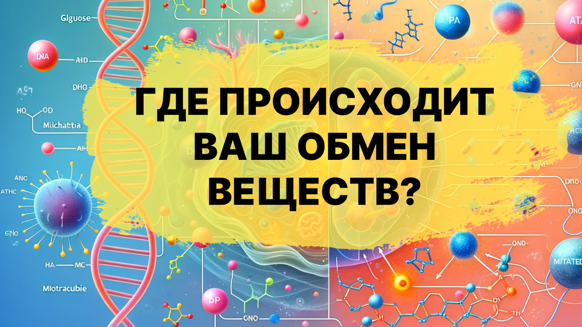 Где происходит ваш обмен веществ?