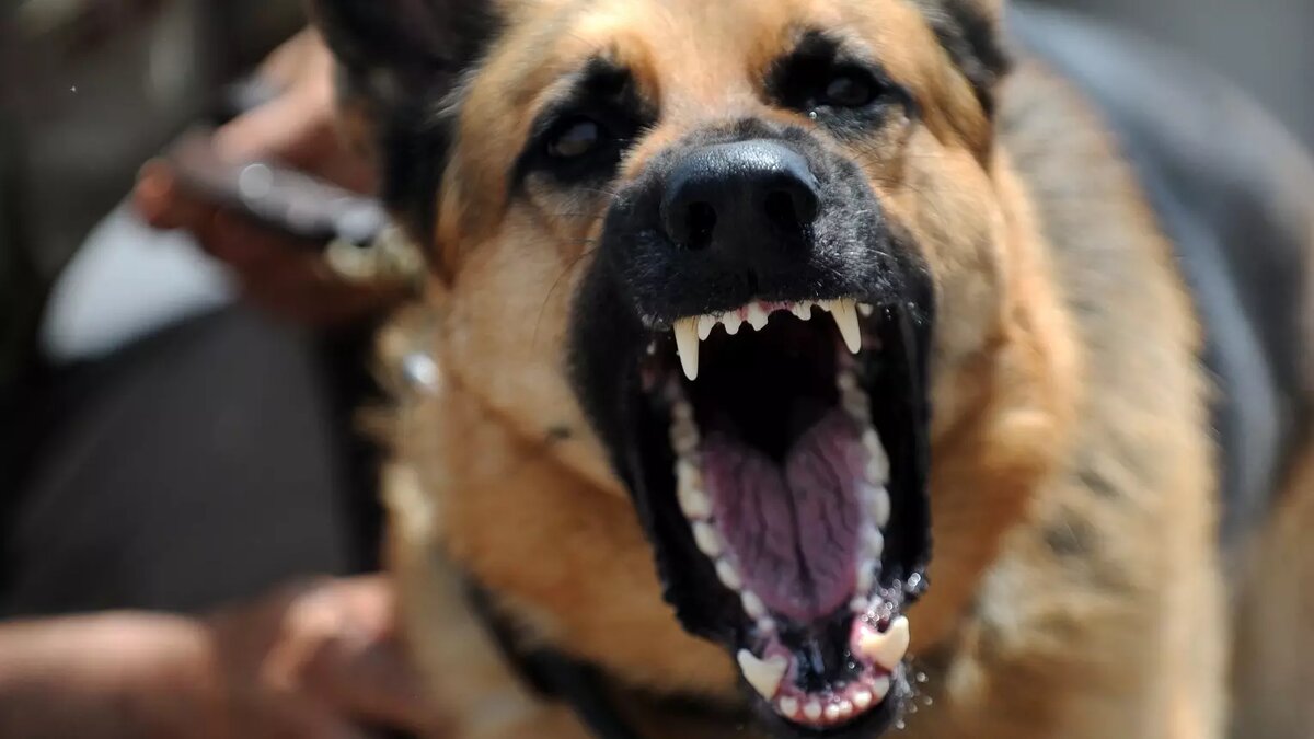     Ребенок пострадал после встречи с бродячей собакой в Новочеркасске, сообщил депутат местной городской думы Андрей Карабедов.