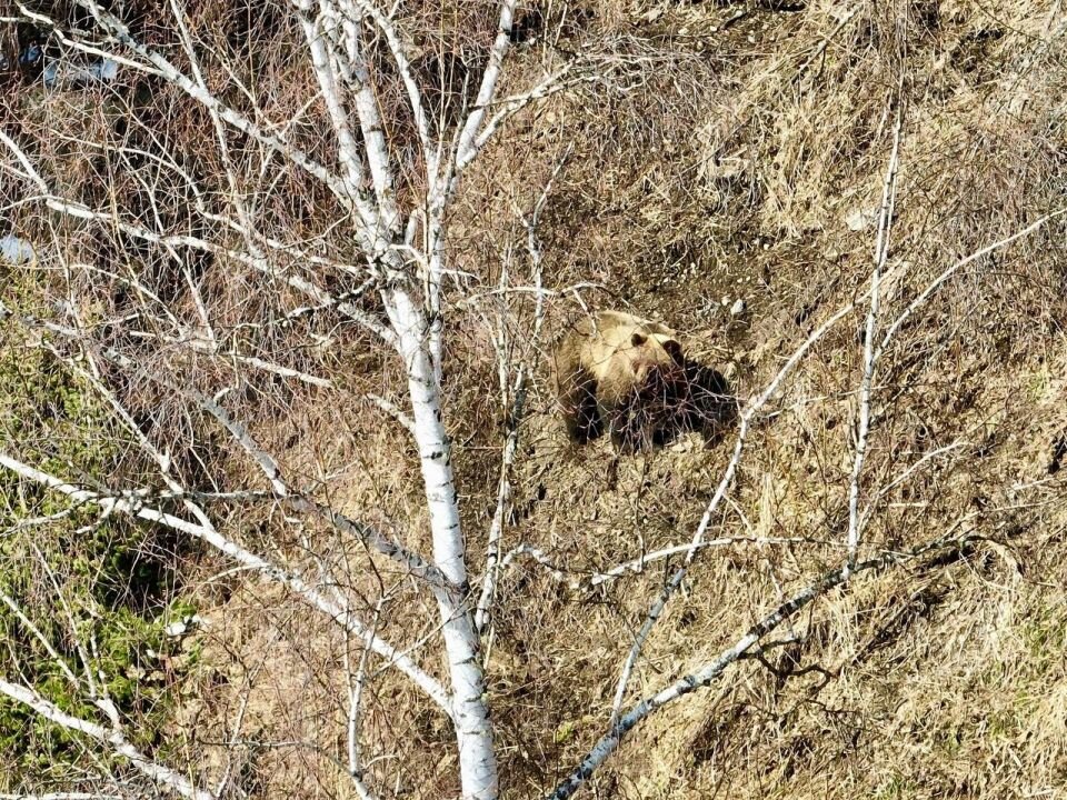    Охота медведя. Источник: vk.com/altzapovednik