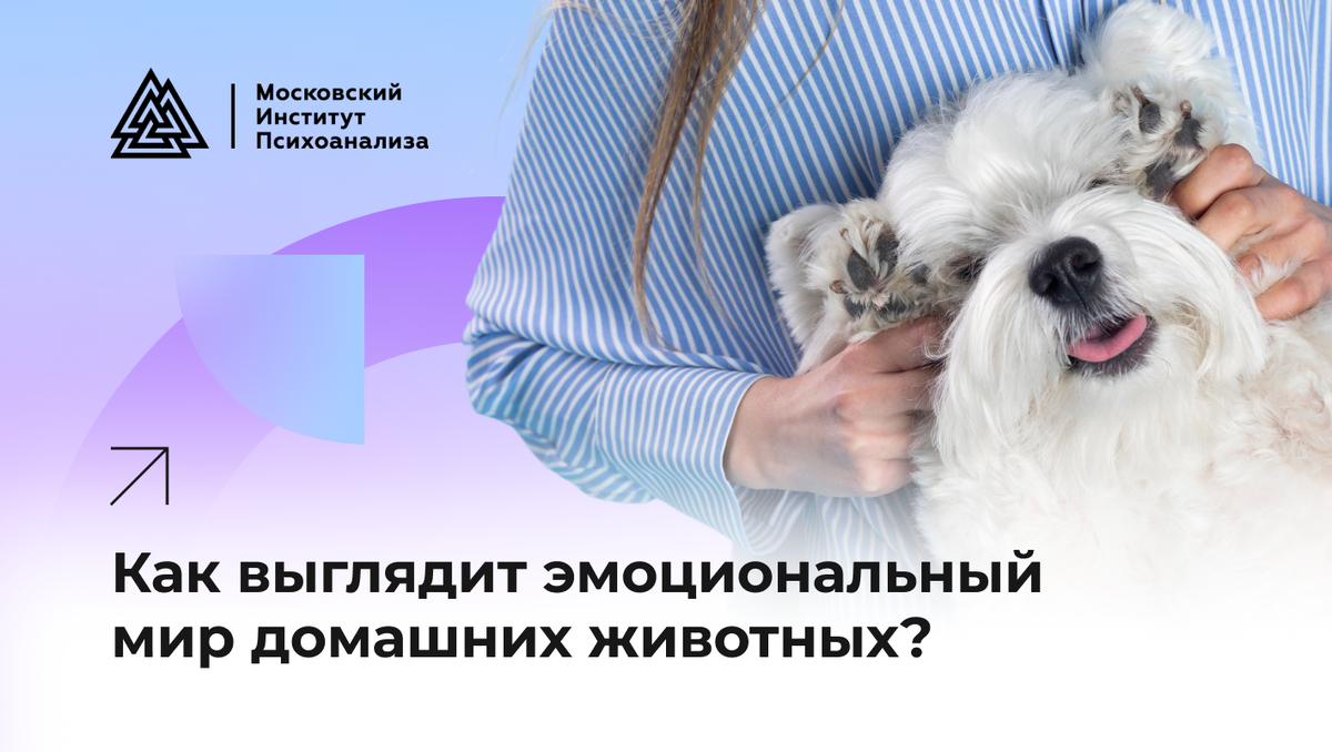 Как выглядит эмоциональный мир домашних животных? Мнение эксперта |  Московский институт психоанализа | Дзен