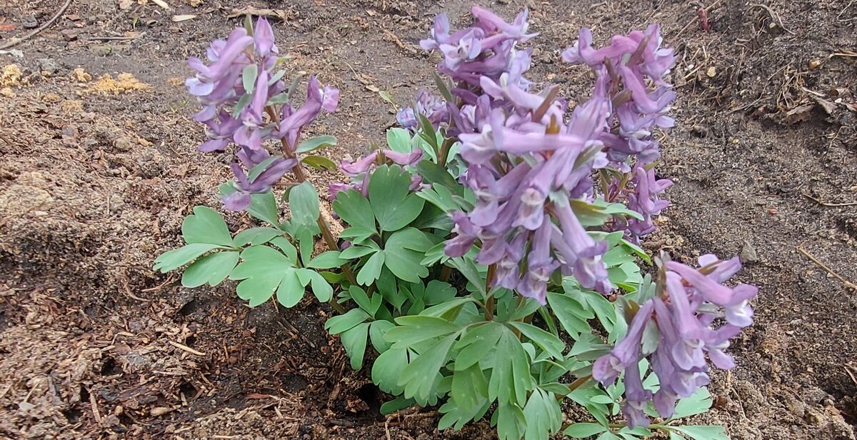 Пролески и хохлатки. 10 уроков до 20го. Боюсь, Харьков ждут тяжёлые бои ...