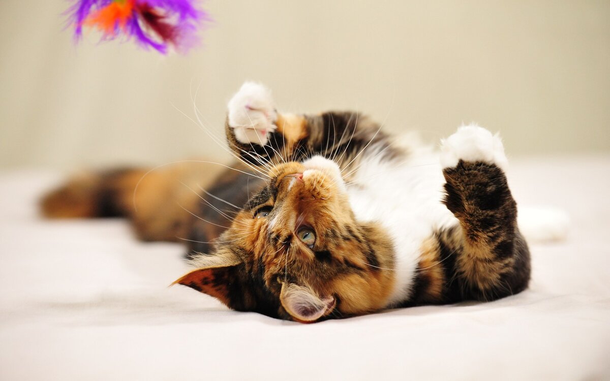 источник фото: https://www.zastavki.com/pictures/originals/2013/Animals___Cats_A_young_Maine_Coon_cat_lying_plays_045542_.jpg