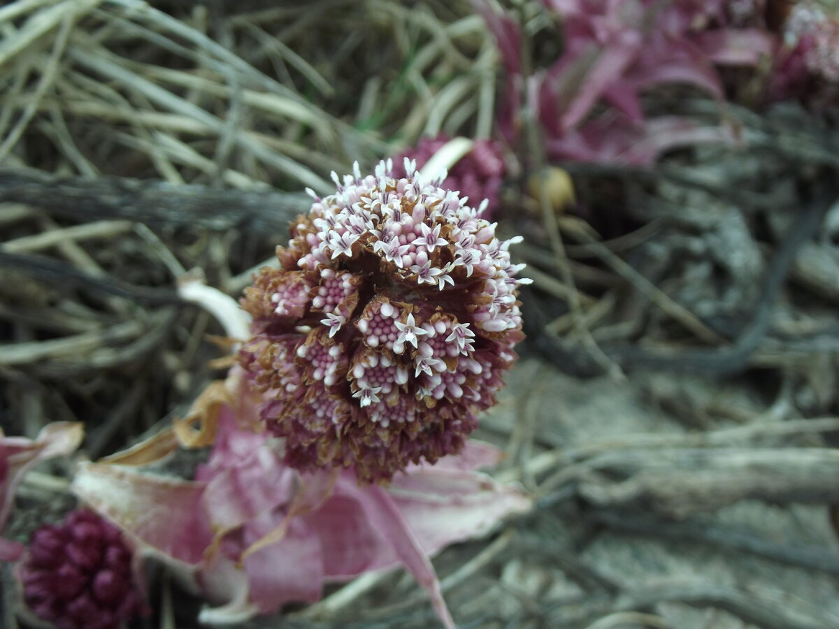 Белокопытник