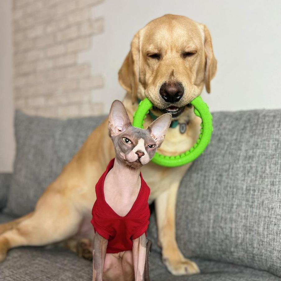 Лабрадор палевый. Лабрадор ретривер палевый. Дэни и мени собака. Дени мэни лабрадор и сфинкс. Лабрадор дени.