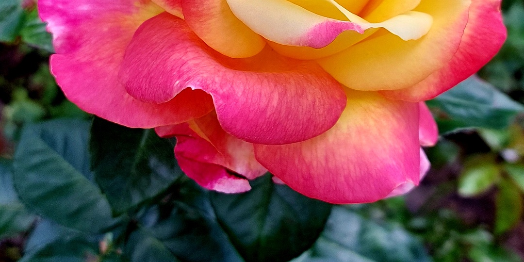 Про посадку и пересадку роз пошагово. Мои три "НЕ" при посадке роз