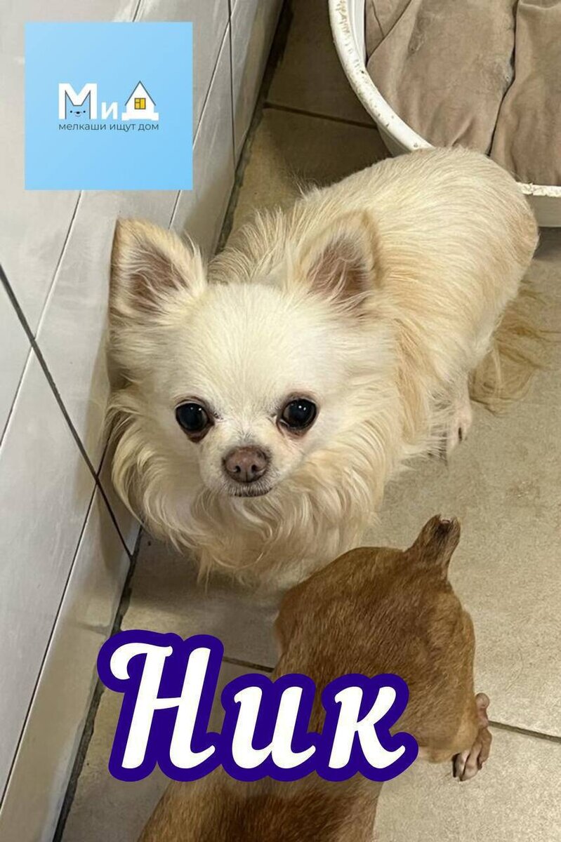 «Привет, подписчики, я Ник»