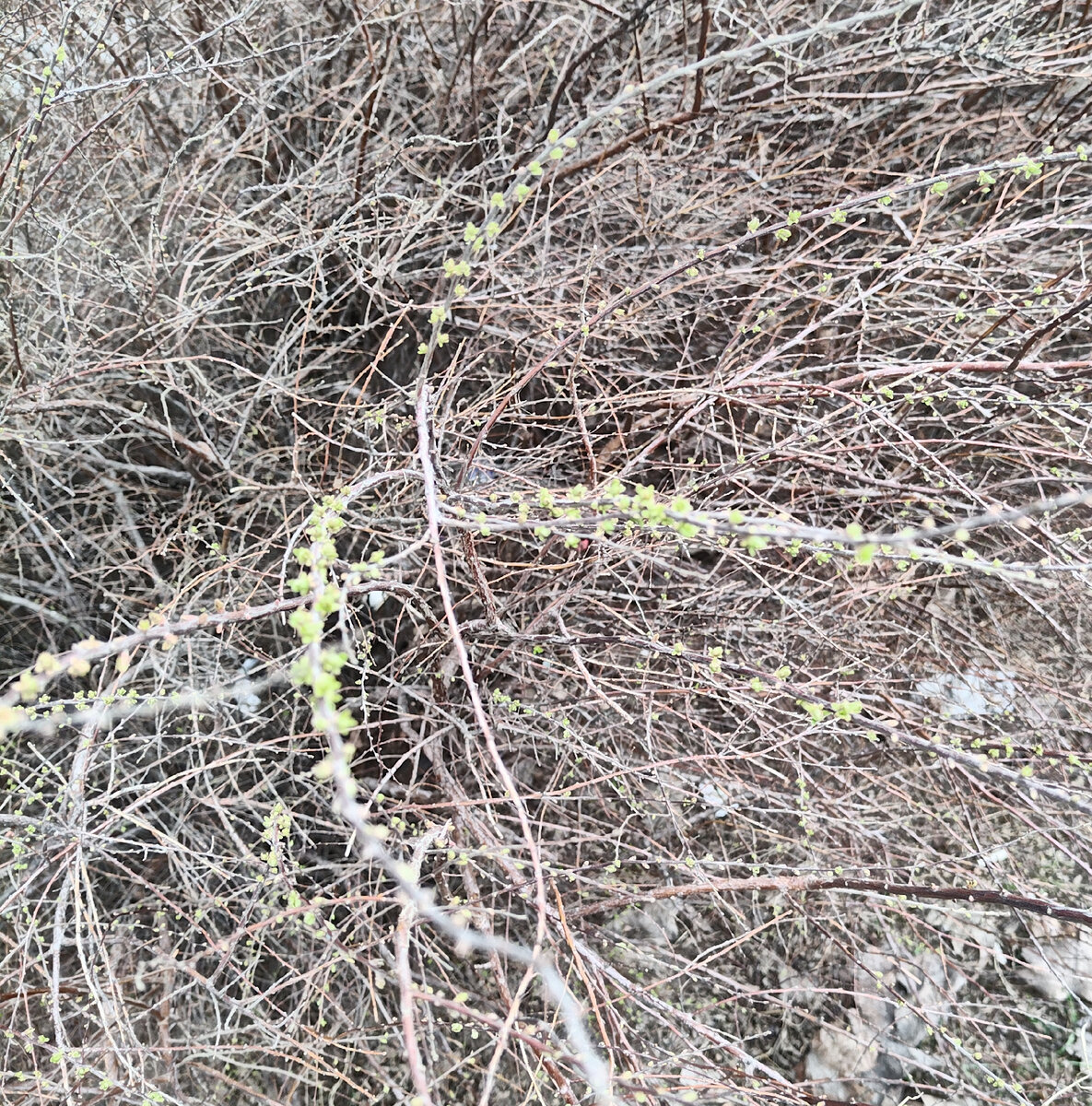 Природа потихоньку оживает 🤗