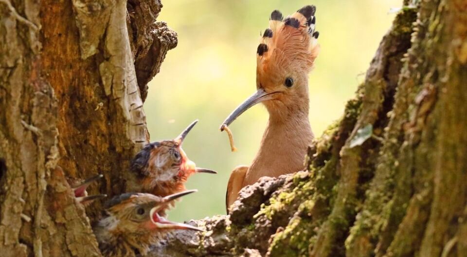   Maurizio Carlini / Wikimedia Commons / CC BY-SA 4.0 DEED