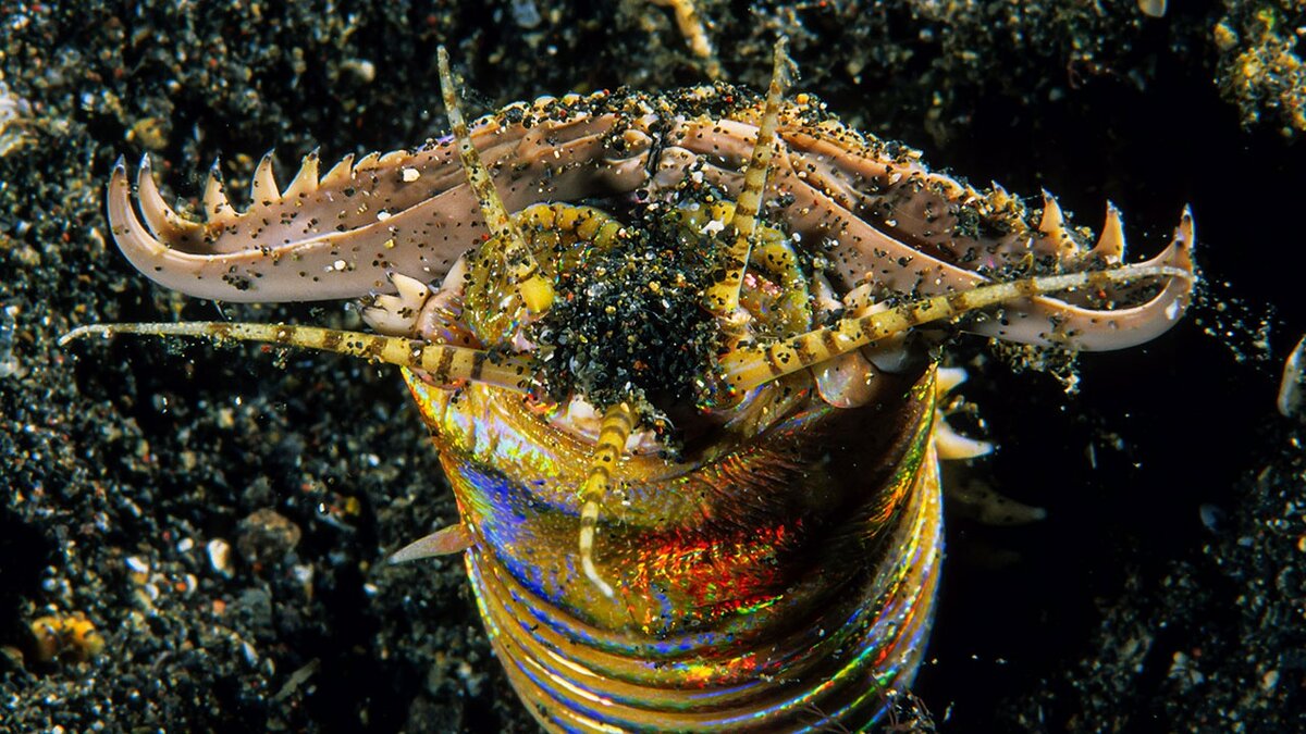 Изображение взято из открытых источников