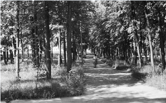 Аллея в ПКиО в 1950-е