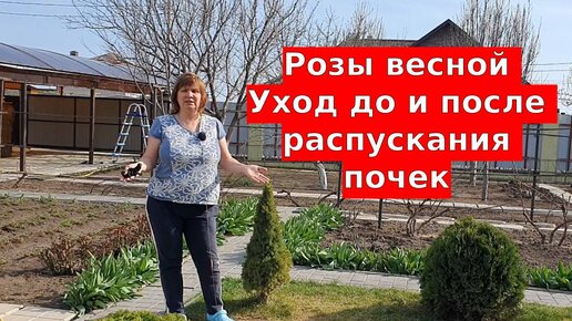 Розы весной Уход до распускания почек и после