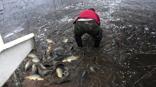 В озеро зарыбили огромного карпа