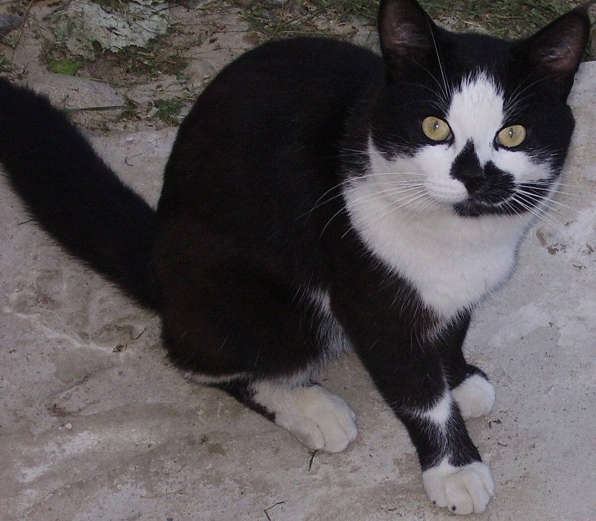 фото автора, кот Тимофей, которого нам подкинули котенком