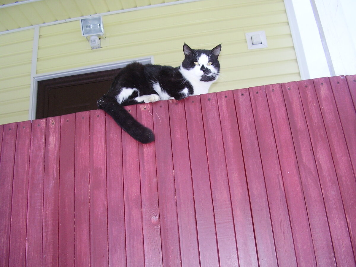 фото автора, кот Тимофей на даче
