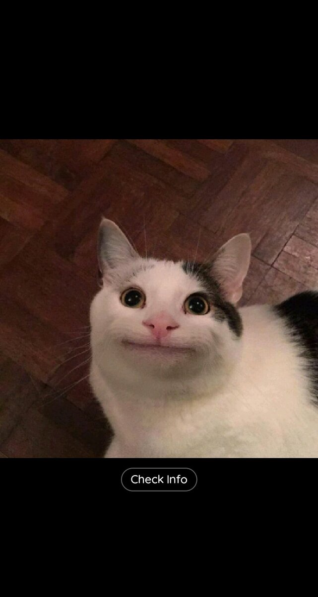 Кот с лицом 
