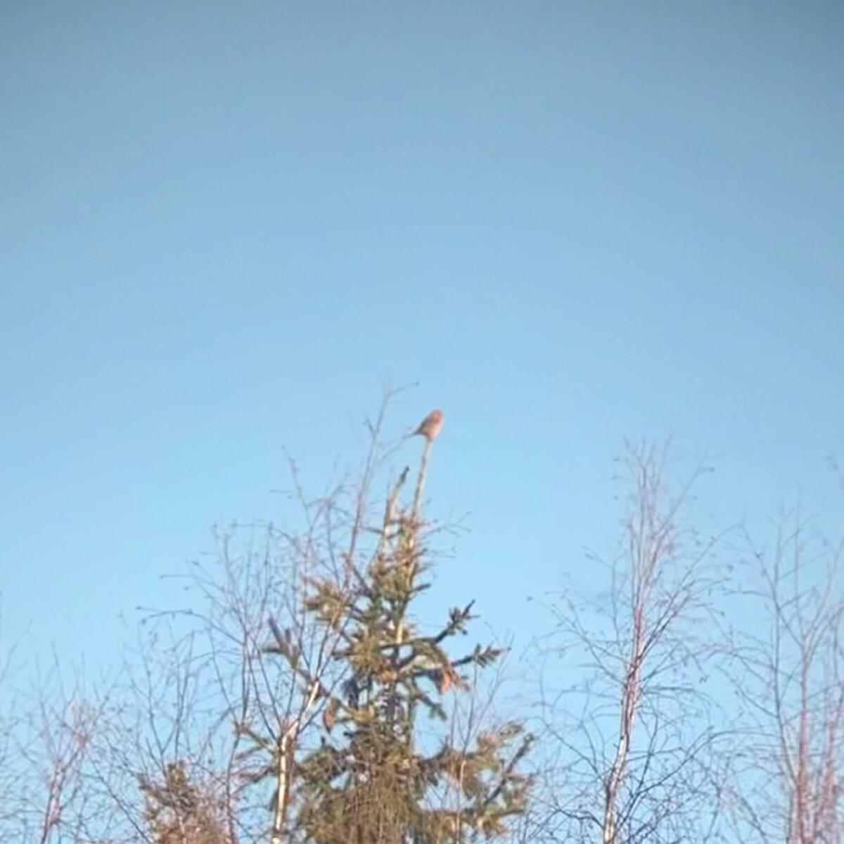 Клёст, скорее всего клёст-еловик (Loxia curvirostra)