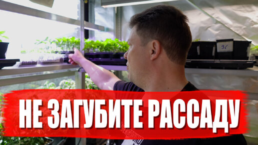 Не все перепады температуры полезны некоторые, могут убить вашу рассаду