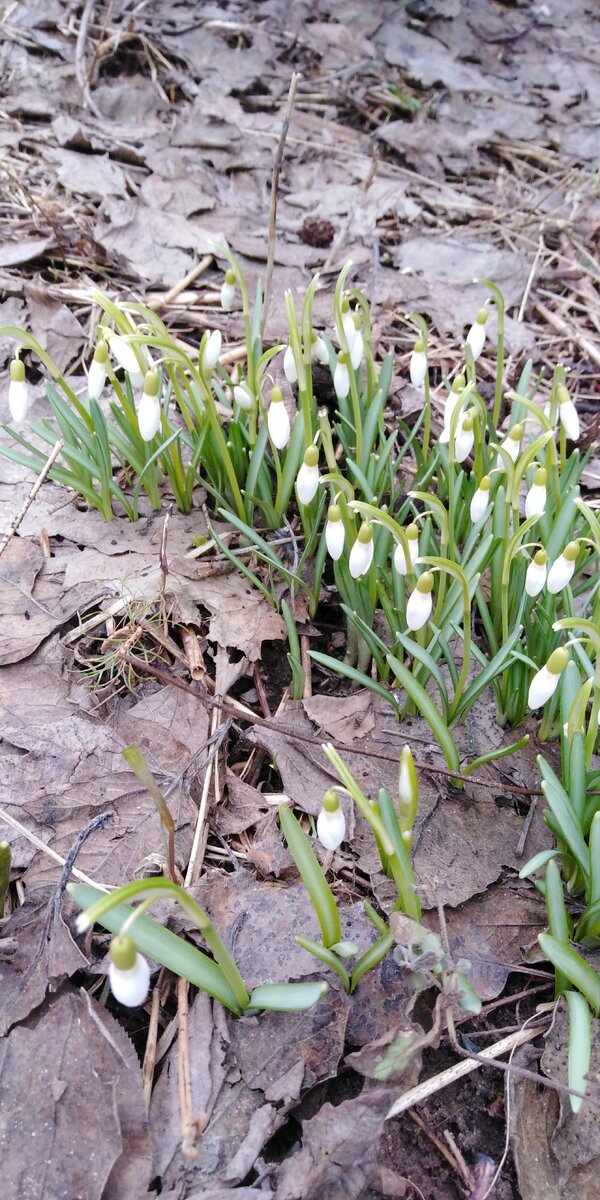 Стоят, ждут, встречают меня. Видите сосенку? Наклонилась сфотографировать, а тут сюрприз)