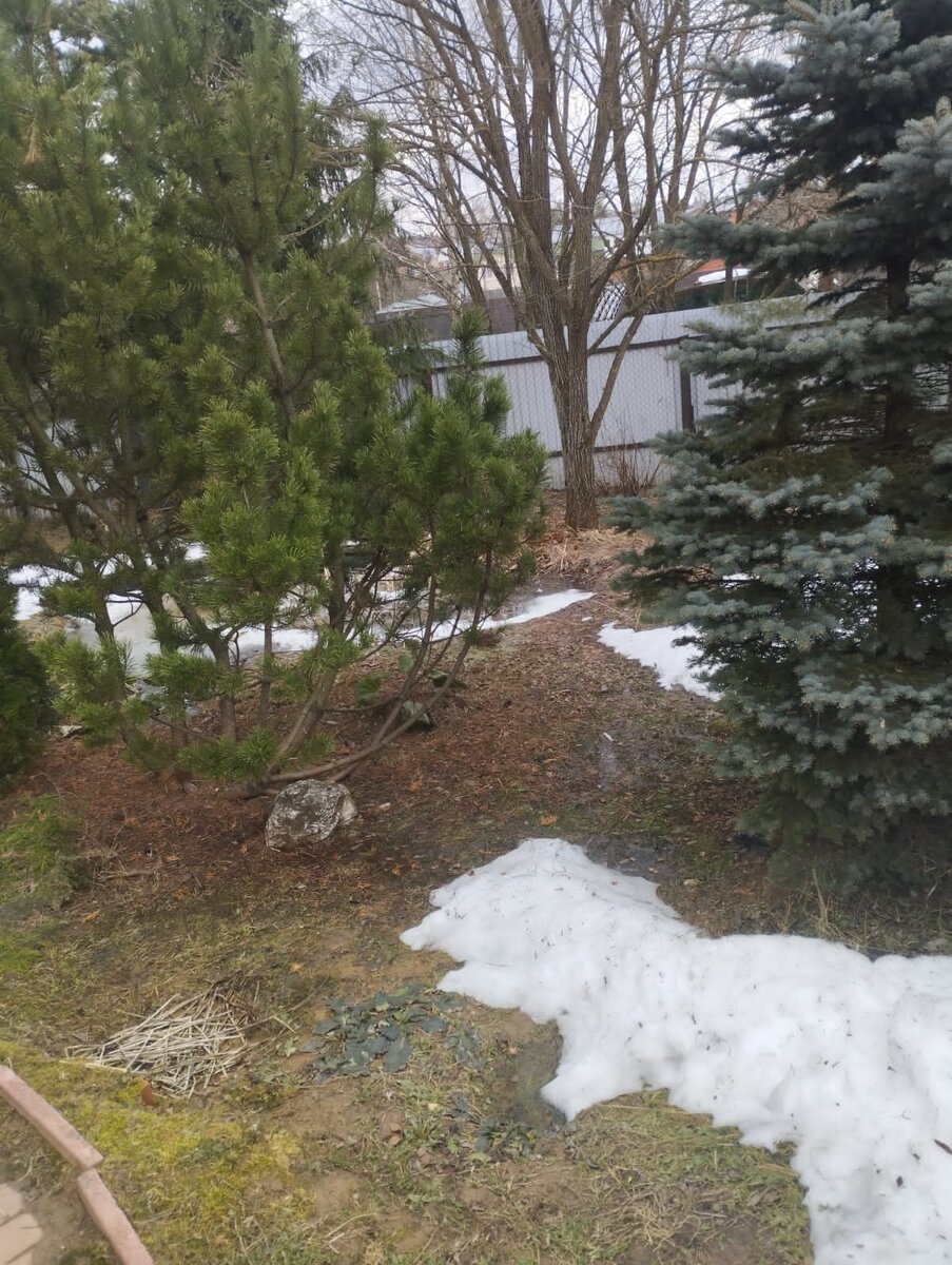 Кстати, у соседей на следующем от нас участке, более ровном, в отличие от нашего, снега намного больше, хотя наш с уклоном на север по идее более холодный..