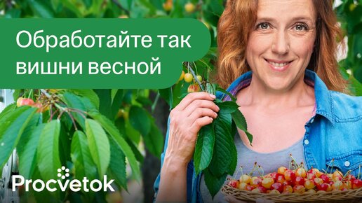 Главная обработка вишни и черешни весной! Эффективная схема обработок от биолога