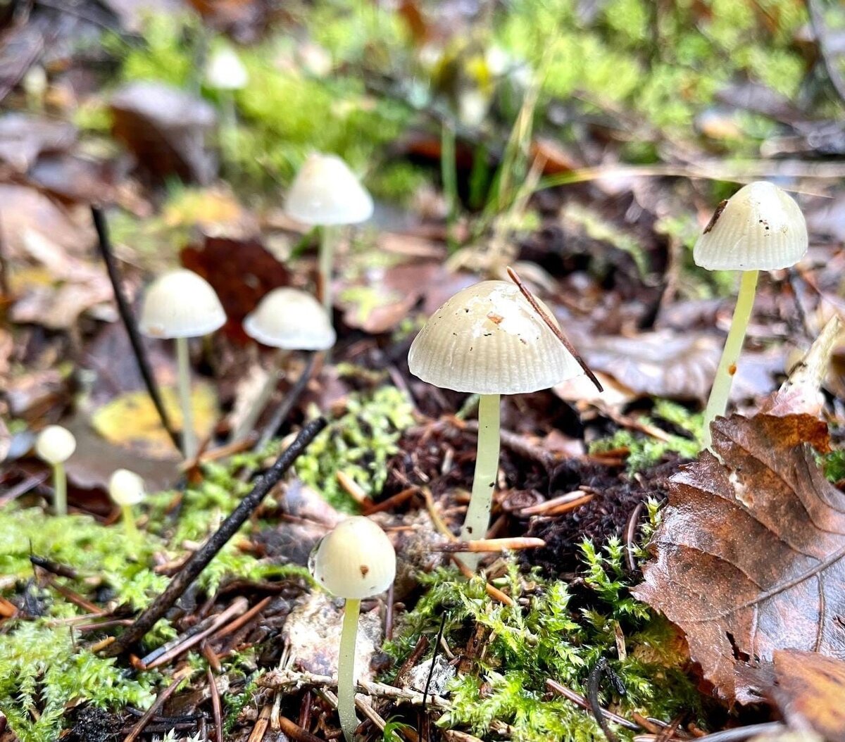 Мицена слизистая. Автор фото Екатерина Пилютина 