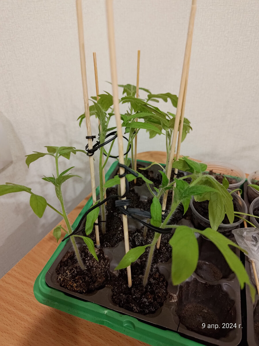 Рассаде томатов тесно в маточном парничке