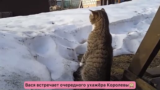 Вася встречает нового ухажёра Королевы🙈