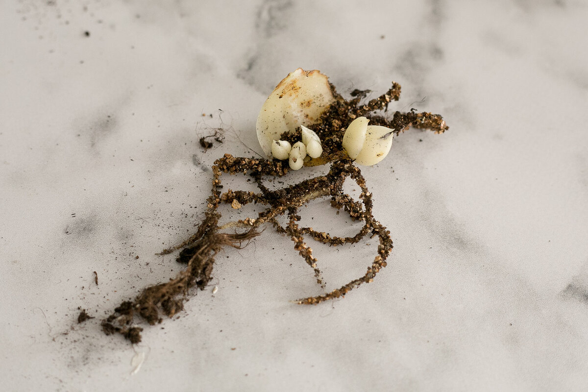 Размножение лилии чешуйками. Автор фото Елена Якимова / Greenfingers