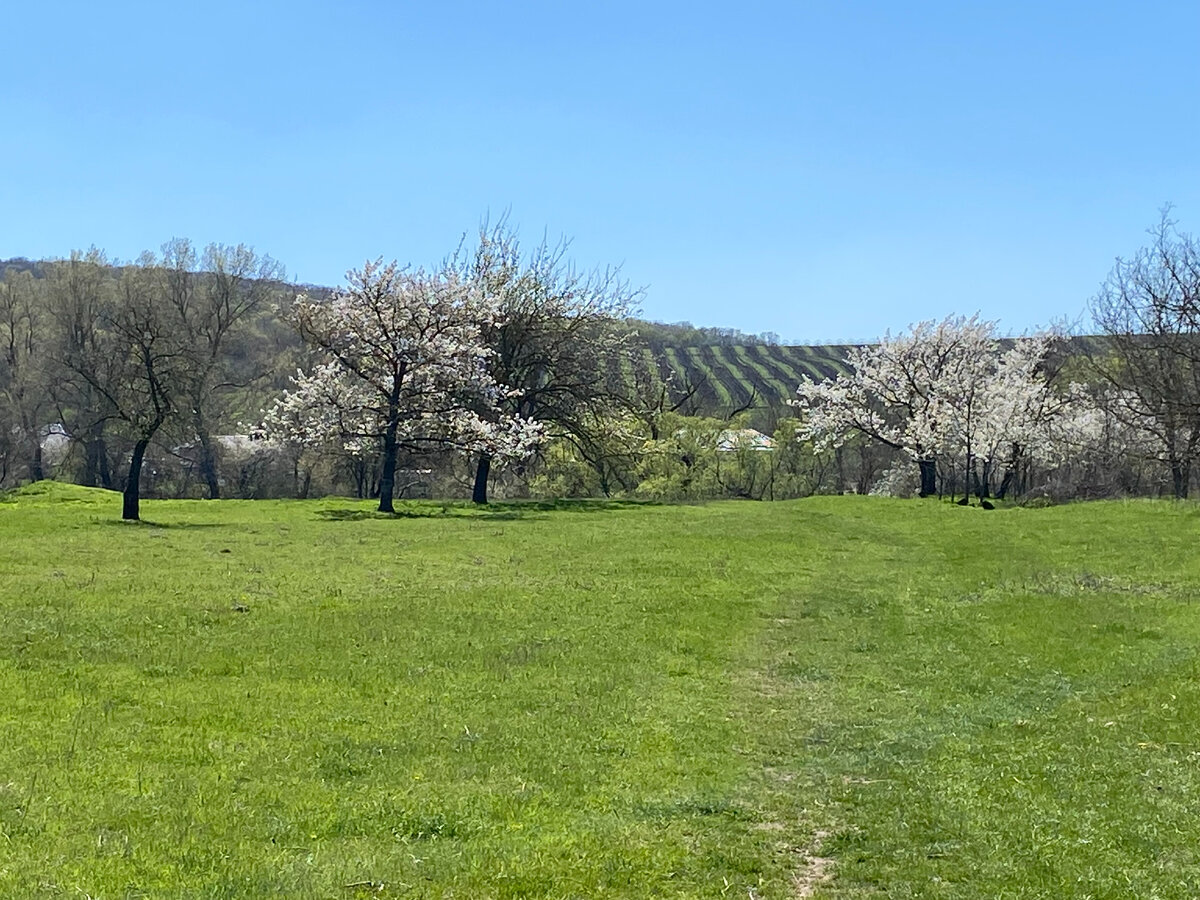 В Гостагаевской много виноградников... Фото автора