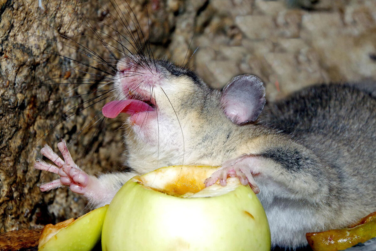     Индийская полиция потеряла 19 кг наркотиков: во всем обвинили крыс