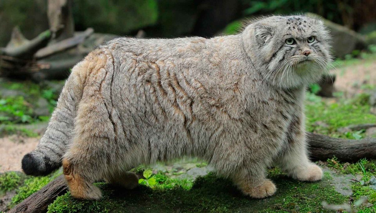 Легче приручить тигра, чем манула!