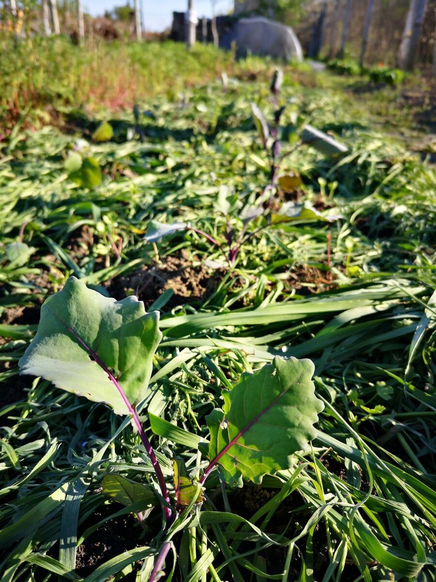 Рассада кольраби на постоянном месте