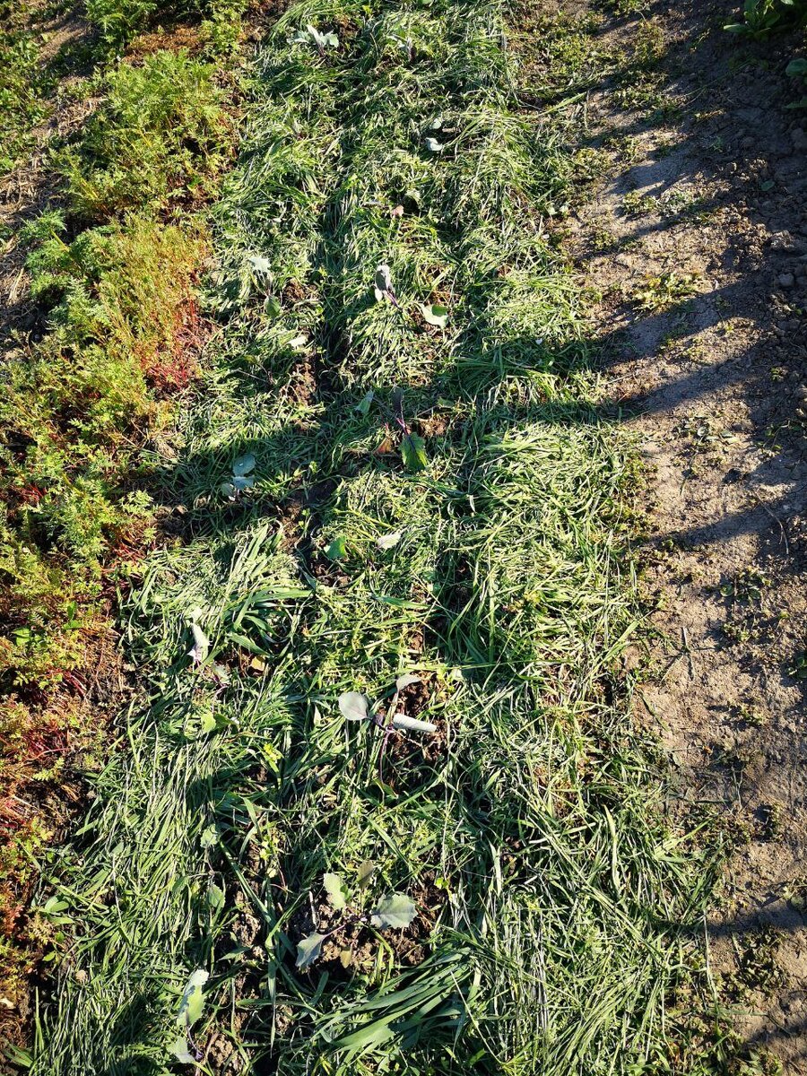 Моя грядка с кольраби и сельдереем