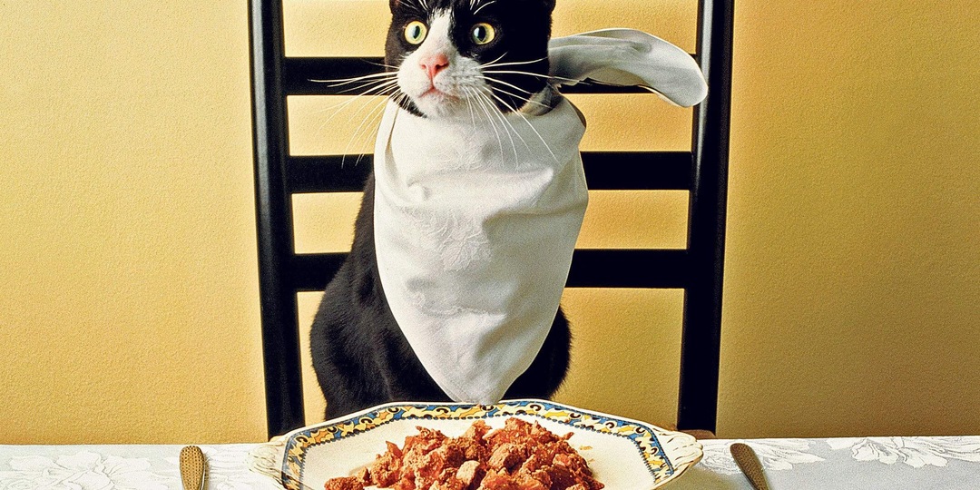 🐱Как правильно кормить стерилизованных кошек и котов с проблемами веса