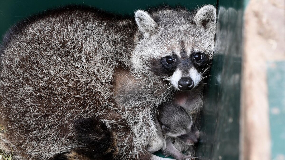 Еноты отлично приспособлены к выживанию