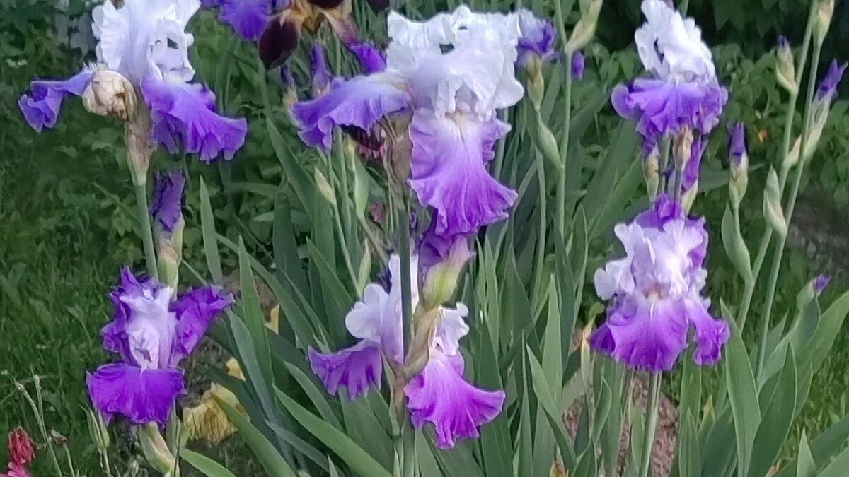 Конечно, ни один из этих ирисов не является героем статьи. Просто красивые. Фото автора