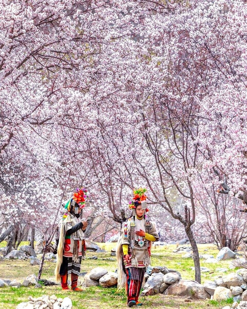 Фестиваль цветущих абрикосов в Ладакхе - на родине самых сладких ...