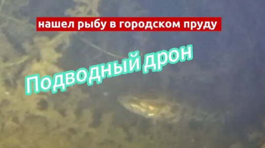 Ротан в городском пруду