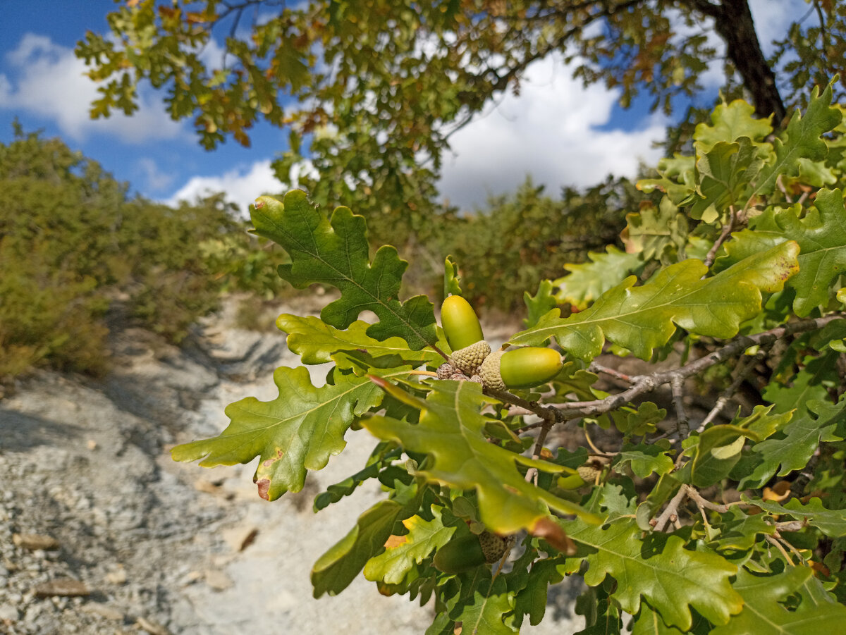 Новороссийские дубы и грунты