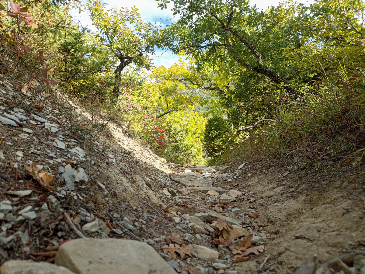 Новороссийские дубы и грунты