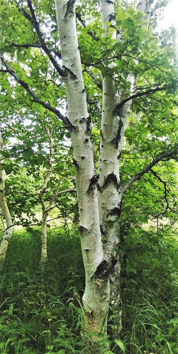 А вы знали, что русское название березы лингвисты связывают с глаголом «беречь». В народных представлениях славян это дерево наделялось защитными свойствами. Береза, растущая рядом с домом, считалась семейной «берегиней».