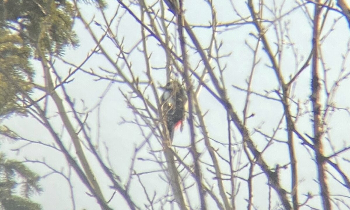 Сидит, орёт