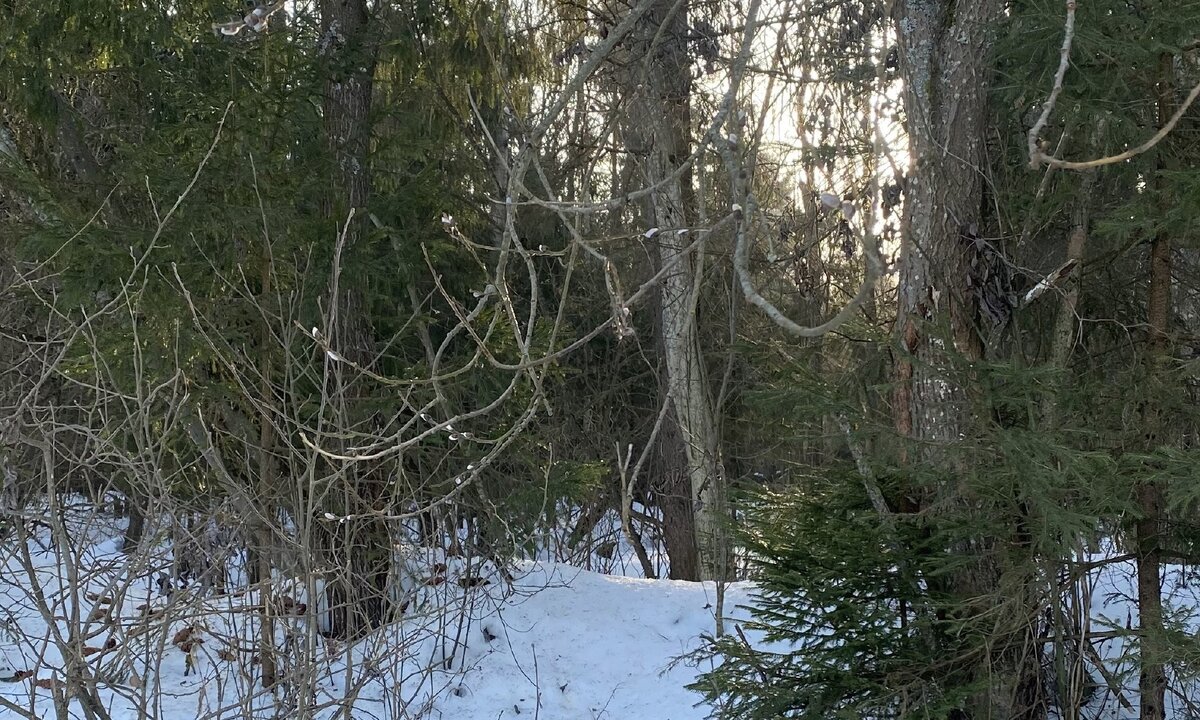 Солнце уже встало к этому времени и принялось обогревать уже уставшую от мороза землю 🌿