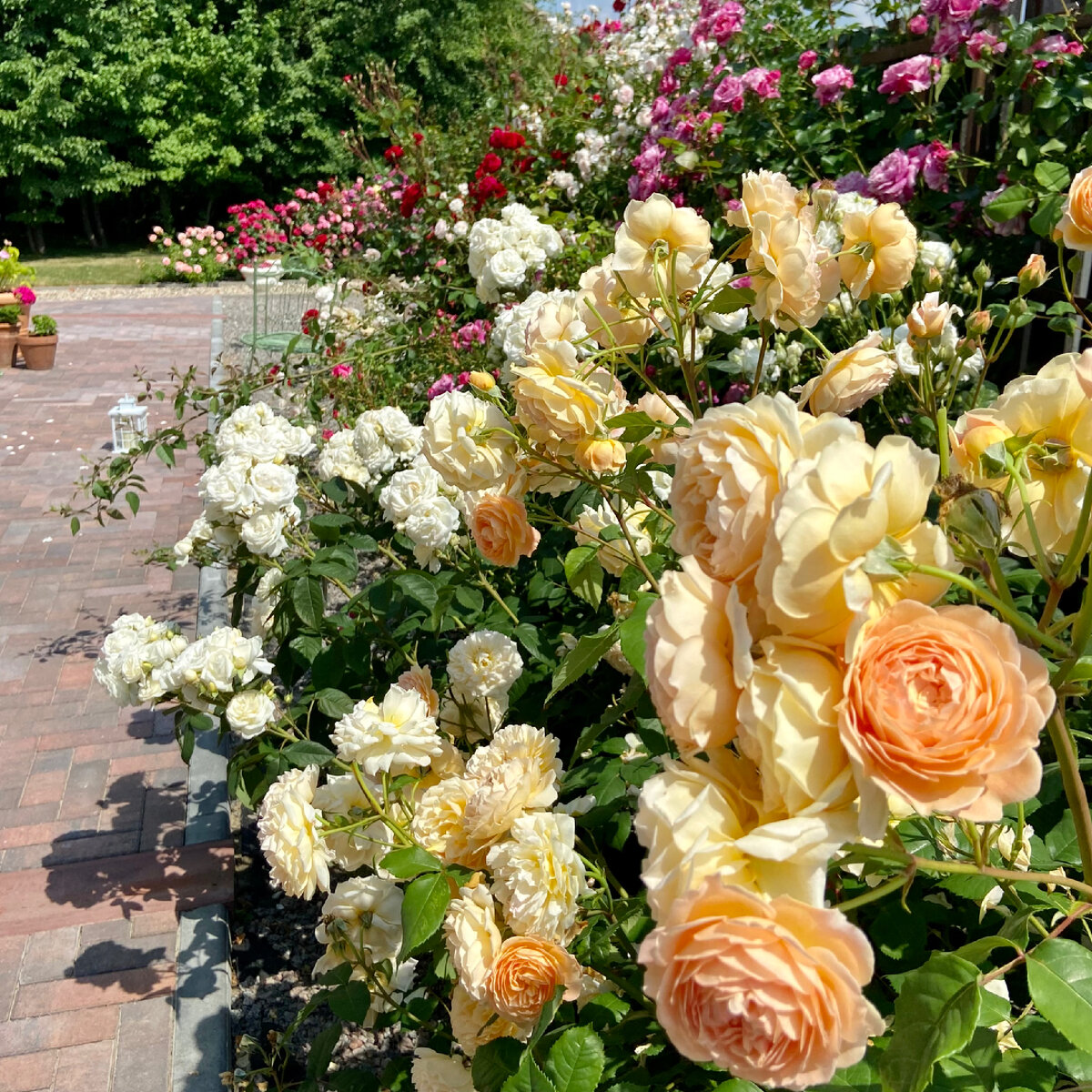 Розы в этом ряду всегда оставляю подольше лежать весной